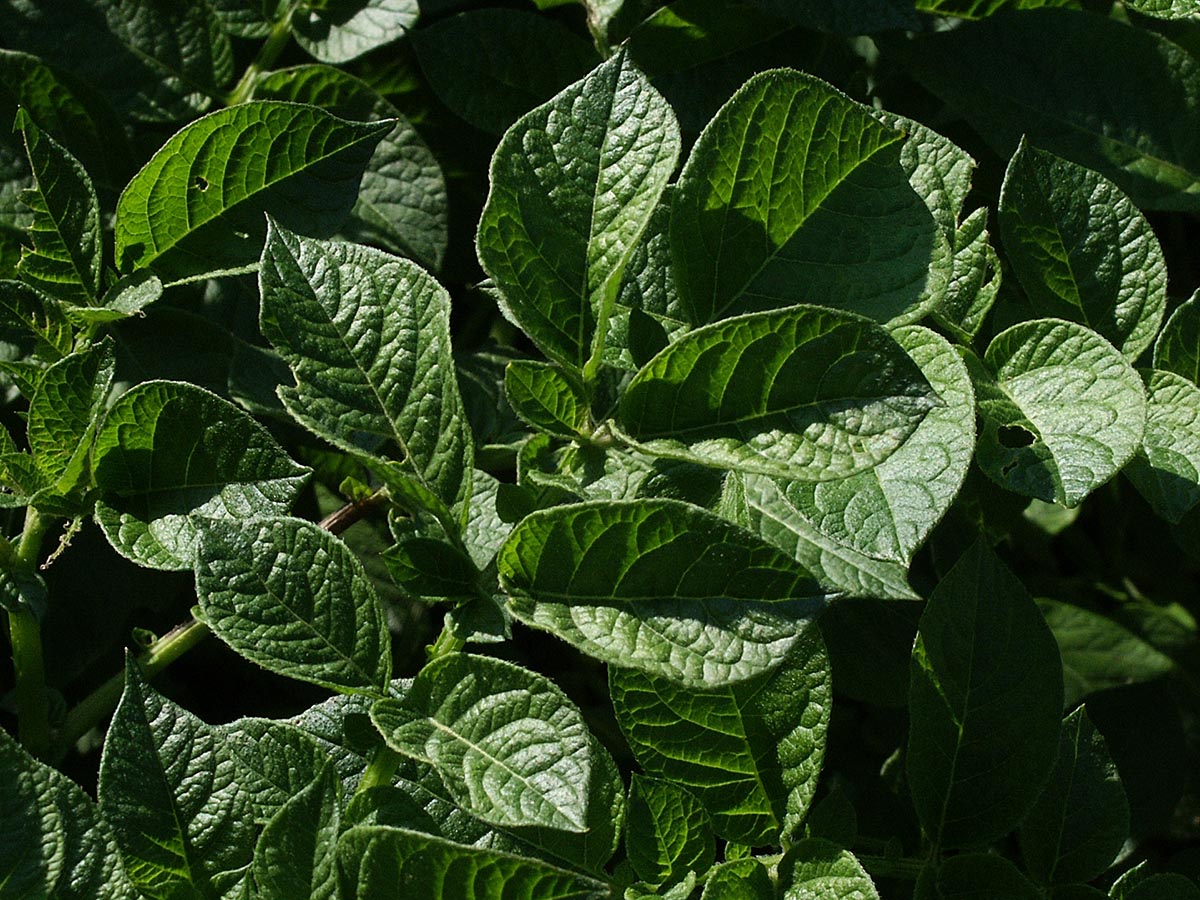Solanum tuberosum